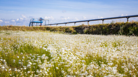 Oil, gas industry. Group wellheads and valve armature, Gas valve, Gas well of high pressure against a background of white fluffy flowers